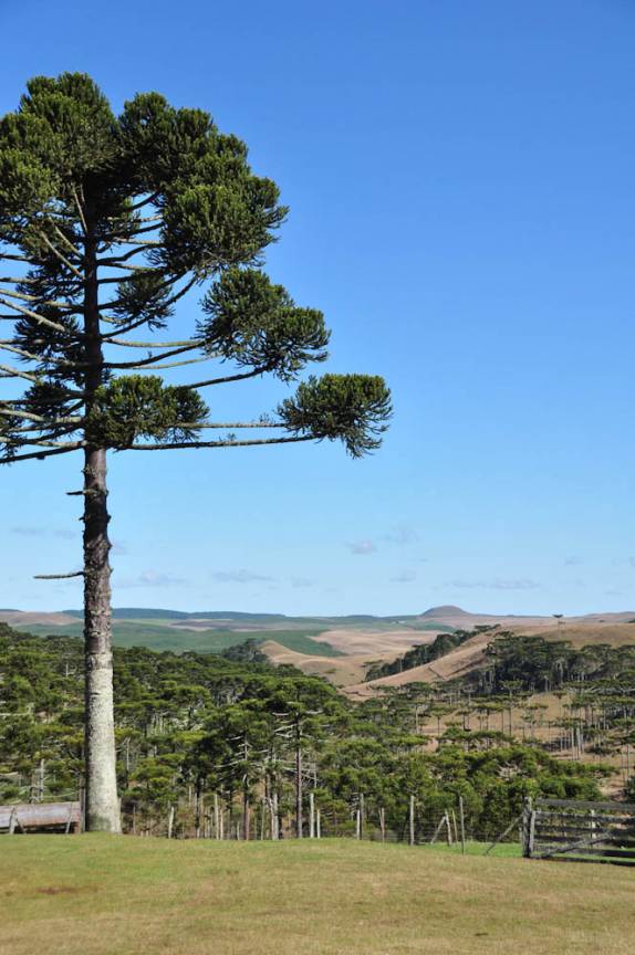 Dia de sol e muito frio na região de São José dos Ausentes - RS